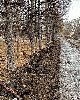 Владов: В сквере на Сельмаше конченые люди отрубили корни лиственниц