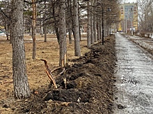 Владов: В сквере на Сельмаше конченые люди отрубили корни лиственниц