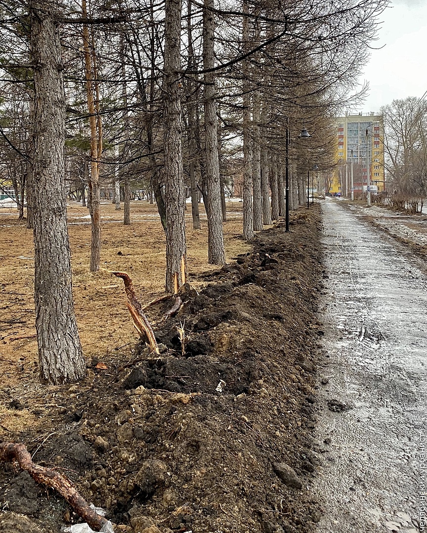 Владов: В сквере на Сельмаше конченые люди отрубили корни лиственниц