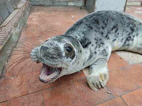 В Калининградском зоопарке пополнение: в Янтарном спасли обезвоженного тюленя