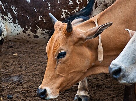 Джагран: массовая гибель коров от холода наблюдается на севере Индии
