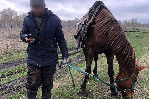 В Челябинской области мужчина ушел за 10 км от деревни в поисках табуна лошадей