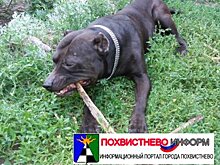 В Сызрани бойцовый пес загнал хозяина дворняжки в собственный гараж