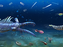 Ученые обнаружили 90 странных новых видов, живших 512 млн лет назад