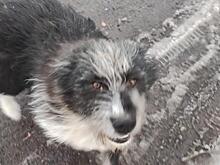 В Судже двое мужчин спасли привязанную в лесополосе собаку