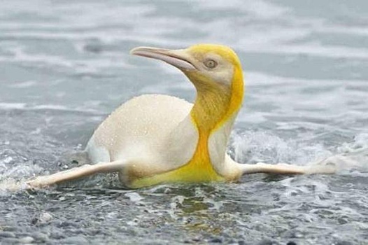 Фотограф впервые сделал снимки желтого пингвина
