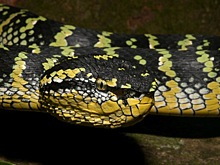 Змеиный яд поможет в лечении тромбоза