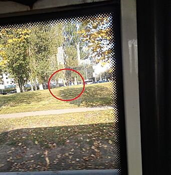 Одинокий лось пришел к мосту через Волгу искать себе жену в Костроме