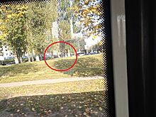 Одинокий лось пришел к мосту через Волгу искать себе жену в Костроме