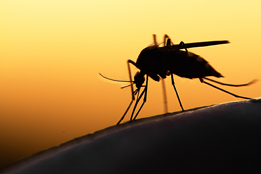 Стало известно, могут ли комары переносить коронавирус