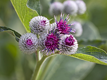 Как натуралист разбогател благодаря репейнику