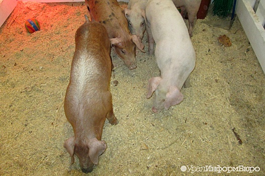 В Свердловской области за ночь погибли сотни свиней