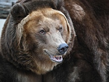 В США усыпили 11-летнего самца гризли для безопасности людей