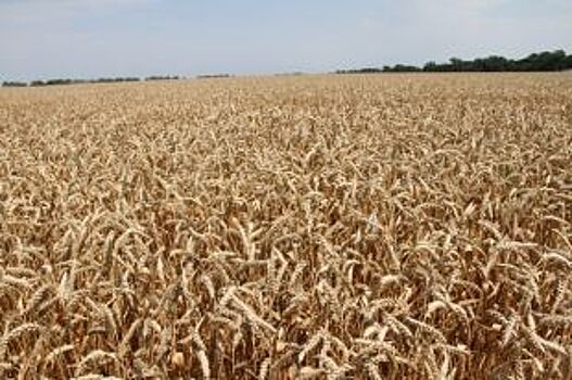Красноярские ученые разработали «умные удобрения», повышающие урожайность