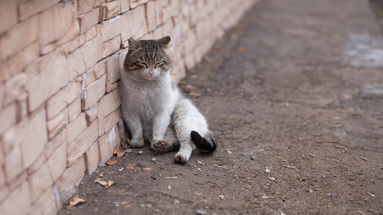 В Башкирии ребенок не выжил после игр с кошкой