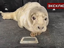 Стало известно о состоянии тюлененка, которого нашли в Петербурге