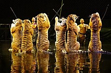 Тигрицы Запашного подрались в Кисловодском цирке