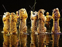 Тигрицы Запашного подрались в Кисловодском цирке