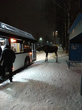 В Пермском районе в автобус не пустили лося