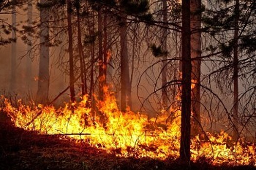 В калужских лесах зафиксирован высокий класс пожарной опасности