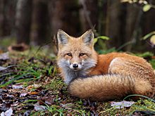 Парки столицы захватили лисы