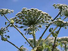 Какой советский эксперимент породил борщевик