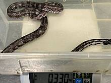 Прокуратура в Петербурге изъяла змей из-за плохого содержания и показа за деньги
