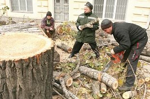 В Ростове за 4 года вырубили в 2 раза больше деревьев, чем посадили