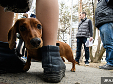 Россиянка бросила парализованную собаку в ветклинике из-за чека в 1500 рублей