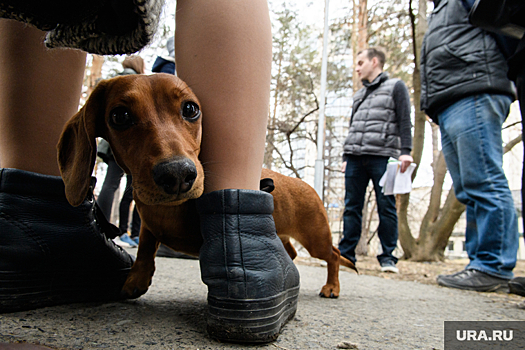 Россиянка бросила парализованную собаку в ветклинике из-за чека в 1500 рублей