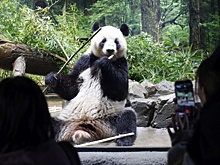 Kyodo: Япония впервые за 50 лет останется без панд из-за отношений с КНР