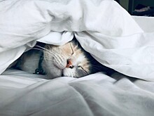 Почему некоторым людям не надо спать 8 часов в сутки?