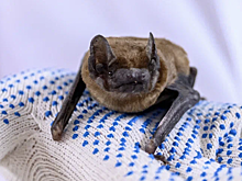 Новый инструмент ускорит поиск эффективных пробиотиков