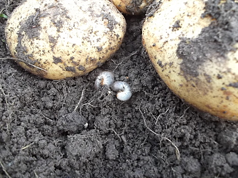 Очень похожа на хруща. Личинка бронзовки - враг огородника?