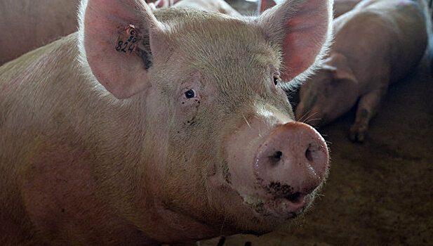 В Ростовской области произошла вспышка африканской чумы свиней