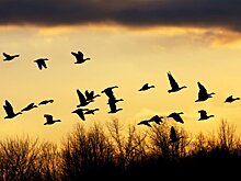 На Чукотке возбудили дело после публикации фото с убитыми гусями