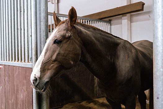 Двое курян украли лошадь, запрягли её в сани и прошли 15 километров