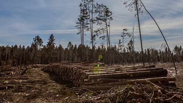 В Красноярском крае полицейские пресекли деятельность черного лесоруба