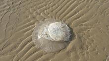 Опасные медузы атаковали пляжи Израиля