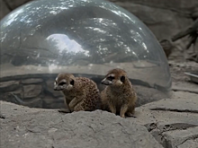 Подопытные пассажиры: сурикаты Ростовской области могут полететь в космос