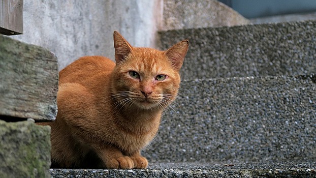 В Хабаровске не собираются разводить породу кошек «Русская подвальная»