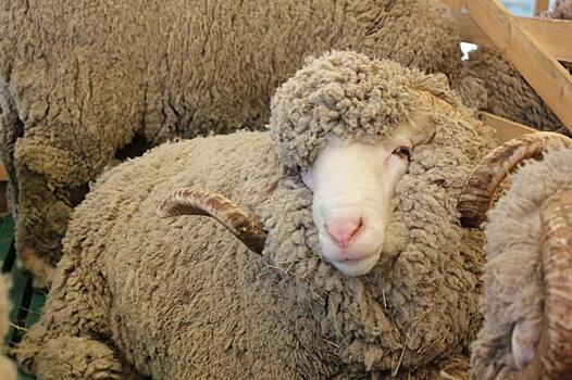 Ставропольский племзавод завоевал медаль на XXI российской выставке овец и коз