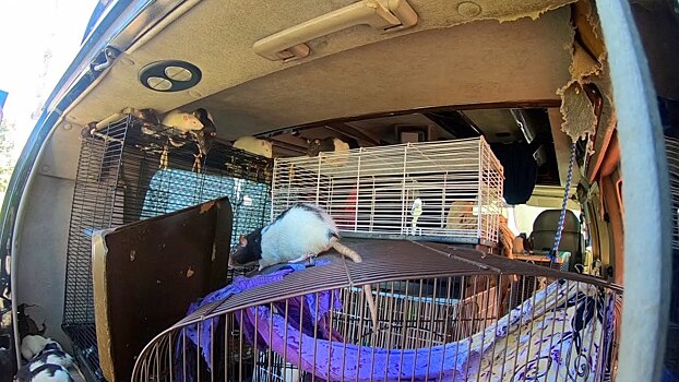 Посмотрите на фургон Dodge Ram, в котором жили 320 крыс