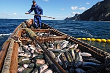 Минсельхоз ограничил вылов лосося на Дальнем Востоке
