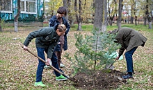 Школьники Владивостока высадили хвойные деревья