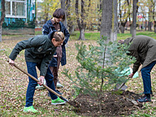 Школьники Владивостока высадили хвойные деревья