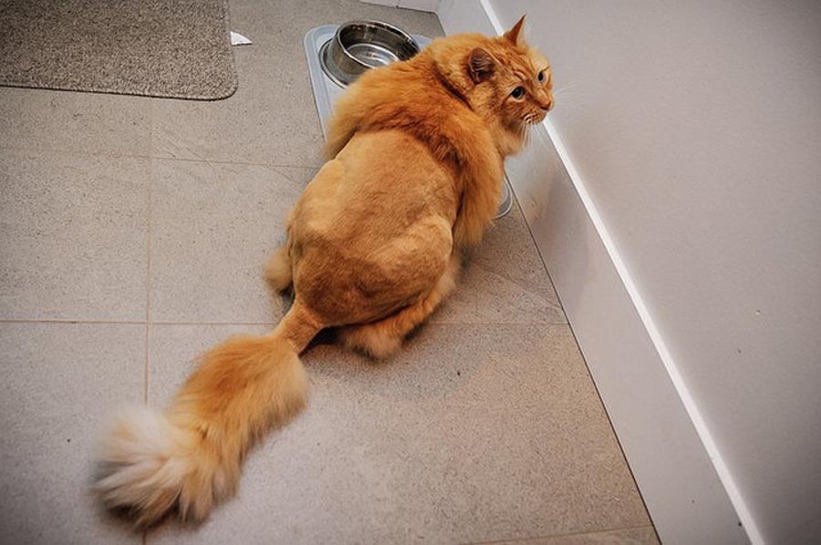 8661d0a98edddade911da71440ae75d0