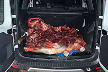 Охотнадзор: туша в машине у Рашкина - молодая лосиха, которая весной дала бы потомство