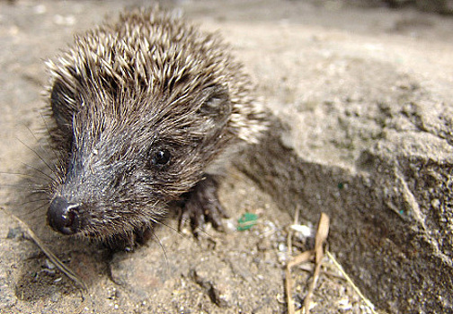 Спасенная ежиха-шатун Женя вернется в дикую природу
