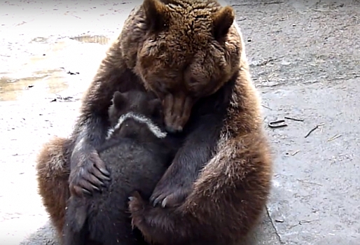 Омичам предлагают выбрать имена для трех милейших медвежат (ВИДЕО)